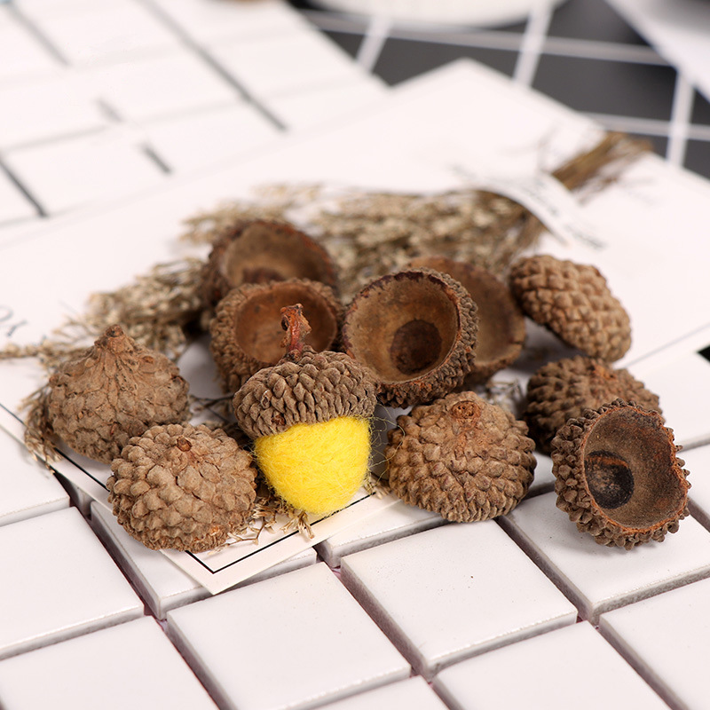 1-2.5cm acorn cap acorn shell wholesale kindergarten DIY dried flower material handmade props real rubber cap ACORN cover