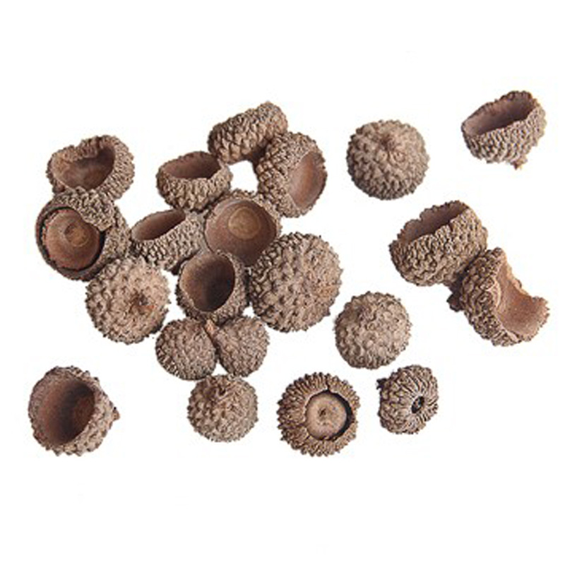 1-2.5cm acorn cap acorn shell wholesale kindergarten DIY dried flower material handmade props real rubber cap ACORN cover