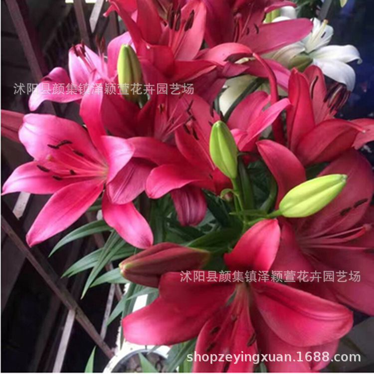 Perfume Lily Lily Flower Bulb Lily Seed Bulb Flower Plant Potted Green Plant with Buds Fresh Cut Flower Bulb
