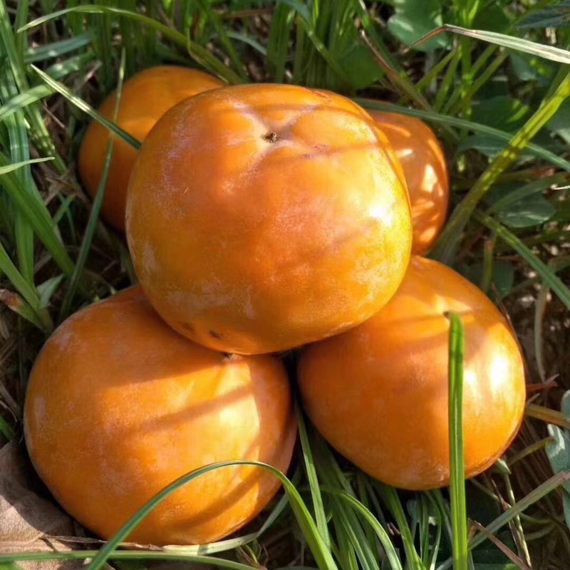 Shaanxi Chocolate Crisp Persimmons Shaanxi Yangfeng Crisp Persimmons Fresh Large Fruits Picked Freshly 4.5kg Pack Sweet Crisp Persimmons with Sugar Heart