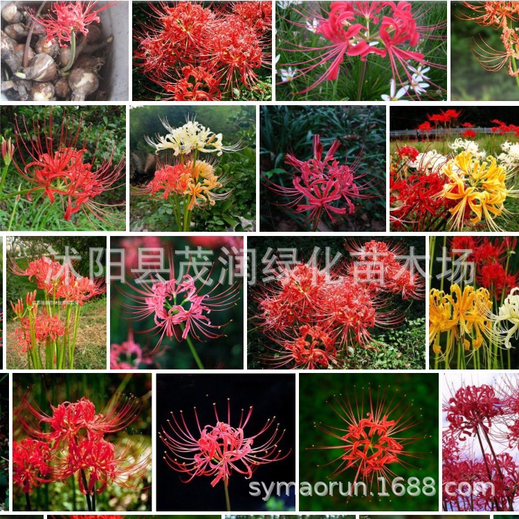 Оптовая продажа семян цветов, луковиц цветов, луковиц ликориса, манчжурская лилия, горшечные зеленые растения, могут быть посажены в горшки