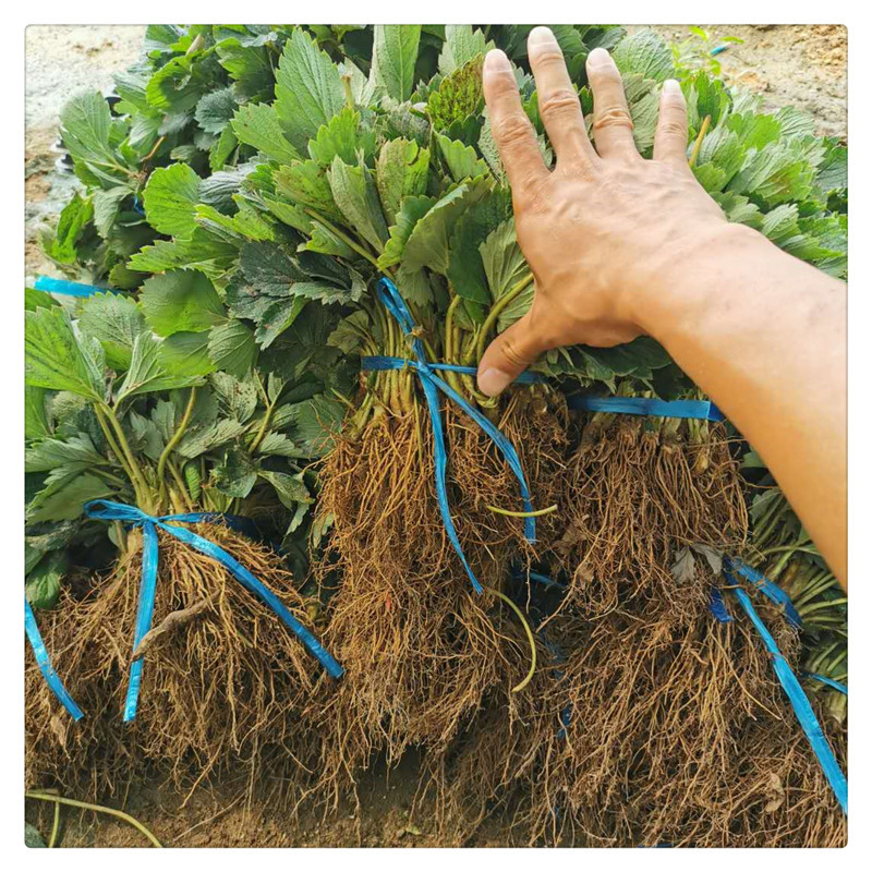 Daye Hongyan Strawberry Tissue Culture Seedlings Are More Secure in Online Transactions. Short and Disease-Free Strawberry Seedlings Are实地考察草莓苗