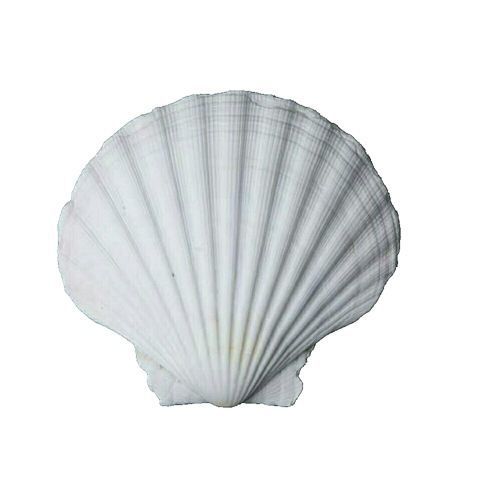 Natural Large White Fan Shell Small Conch Handmade diy Creative Painting Barbecue Fish Tank Hermit Crab Shell