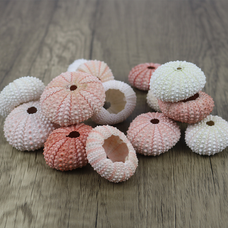 Natural Sea Urchin Shell Specimen Air Pineapple Flower Pot Home Floor Decoration Shell Conch Sea Urchin Crafts Wholesale