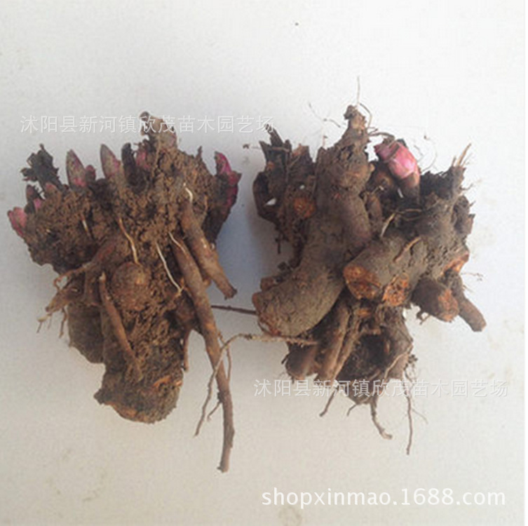 Саженцы пиона с бутонами, холодостойкие корни, легко выживают в любых условиях, цветущие пионы