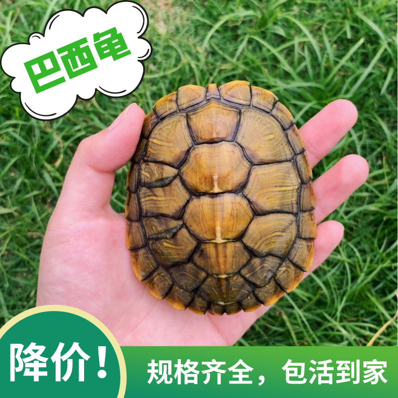 Большая рассада бразильской черепахи, бразильская рассада черепах, живая домашняя черепаха, живая зеленая черепаха, декоративная, оптовая, уличная продажа