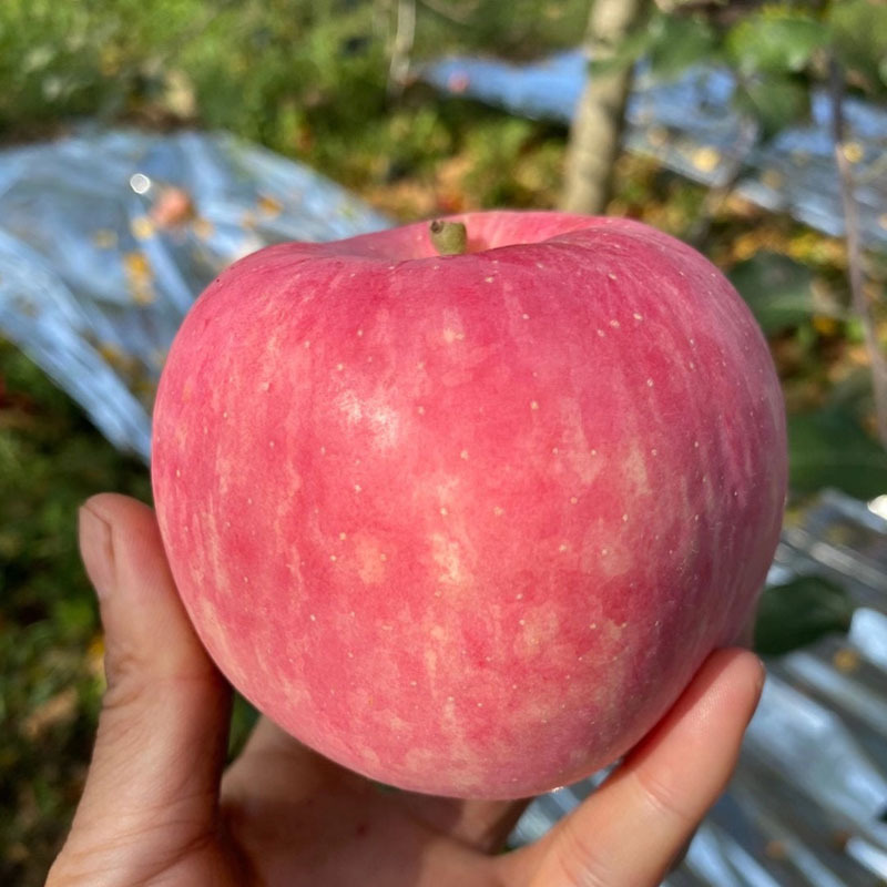 Аутентичные яблоки Лоучуан из Шэньси, свежесобранные раннеспелые фудзи Хонгтянь, свежие красные фудзи Лоучуан, прямая доставка из Лоучуан