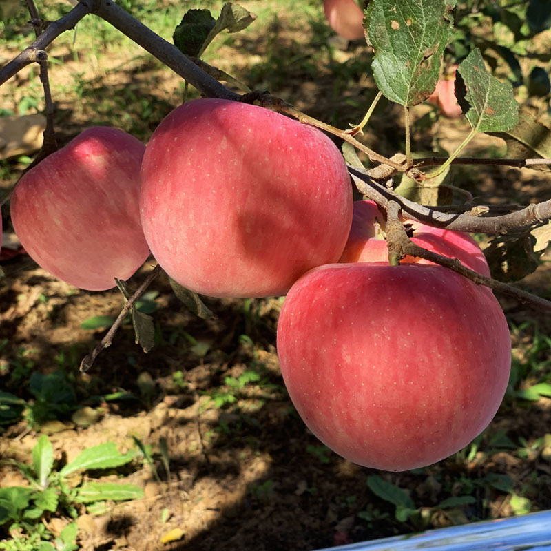Authentic Shaanxi Luochuan Apples, Luochuan Direct Delivery, Freshly Picked Sweet and Crisp Luochuan Fuji Apples, Fresh Luochuan Red Fuji