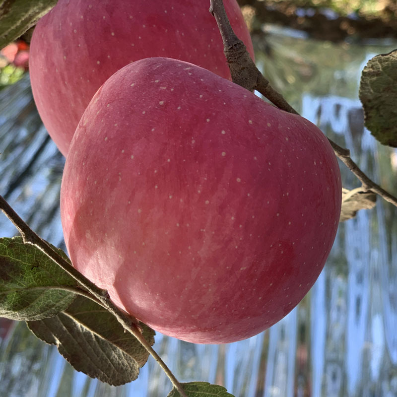 Authentic Shaanxi Luochuan Apples, Luochuan Direct Delivery, Freshly Picked Sweet and Crisp Luochuan Fuji Apples, Fresh Luochuan Red Fuji