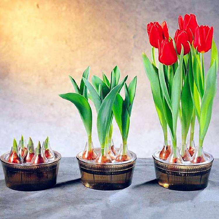 Hydroponic Tulip Bulbs with Buds 5 Degree Bulbs Bloom in All Seasons and Cold-Resistant Florals Balcony Flower Plant Potted Plants