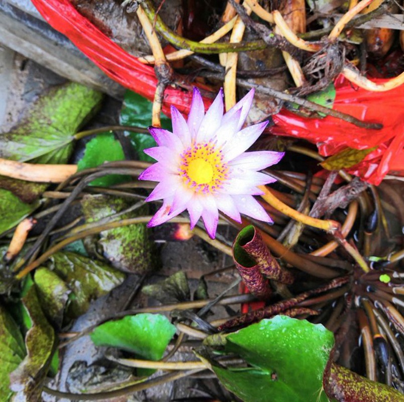 Lotus Seeds, Water Lily Seeds, Multi-Colored Large Water Lily Seeds, Bowl Lotus Seeds, Four-Season Blooming Seeds, Bowl Lotus Seeds