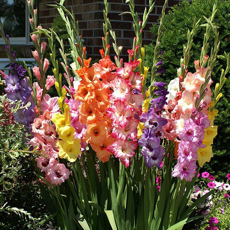 Gladiolus Bulbs Perennial Bulbs Florals Gladiolus Bulbs Potted Seeds Florals All Year Round Courtyard Gladiolus Bulbs