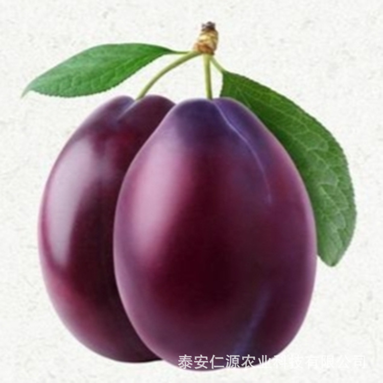 Plum Sapling Varieties, Prune Plum Saplings, New Varieties, Prune Plum Saplings, Grafted French Plum Saplings