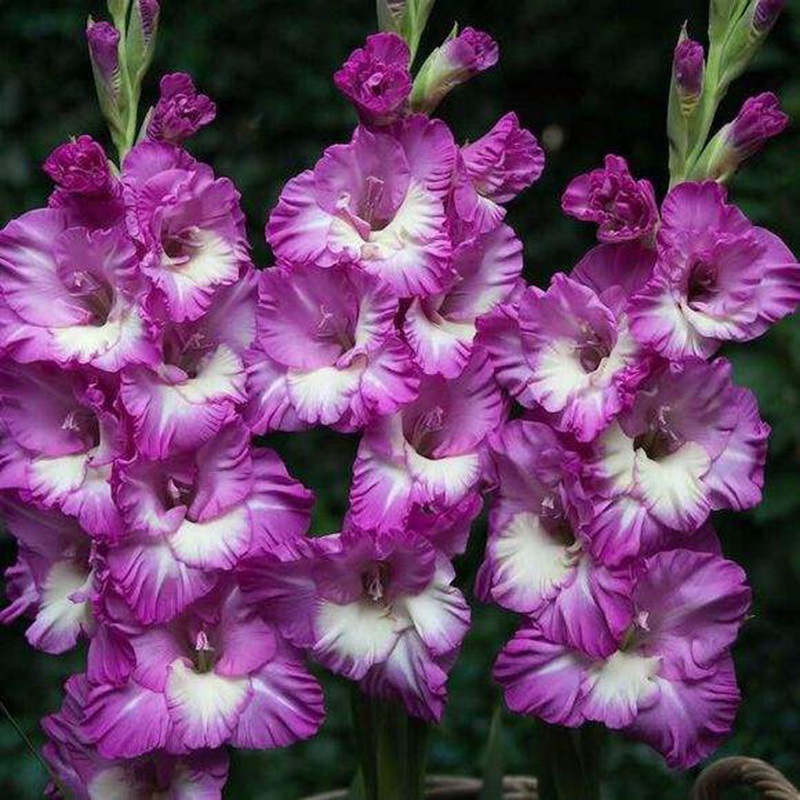 Gladiolus Bulbs Perennial Bulbs Florals Gladiolus Bulbs Potted Seeds Florals All Year Round Courtyard Gladiolus Bulbs