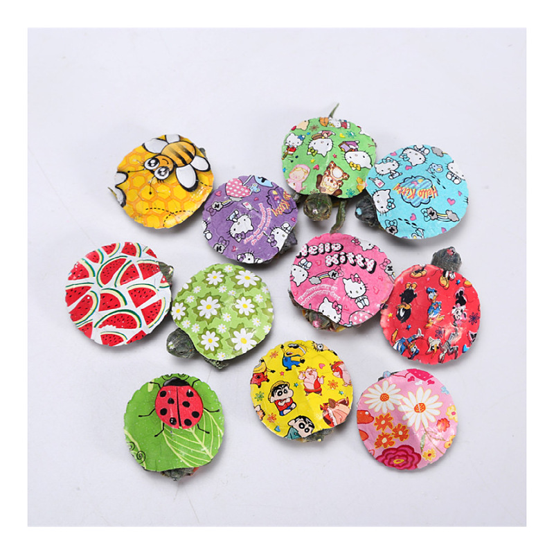 Wholesale colorful little turtle pet turtle living creature color little turtle colorful viewing Brazilian turtle stall small color turtle