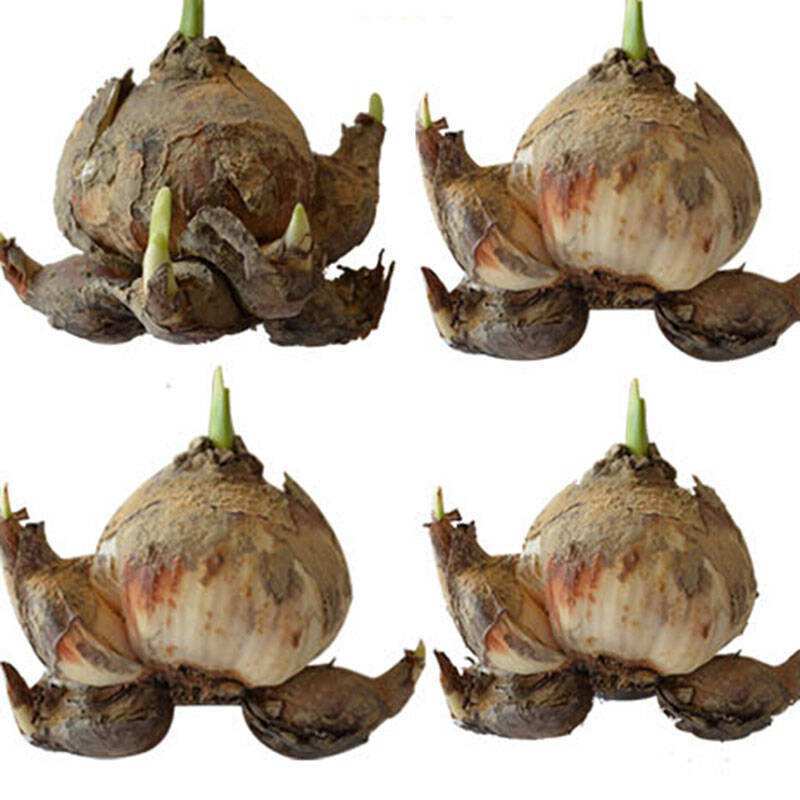 Narcissus Bulbs Hydroponic Potted Single-Petaled Double-Petaled Green Plants Narcissus Bulbs Soil Culture Hydroponic Flowering Narcissus of the Year