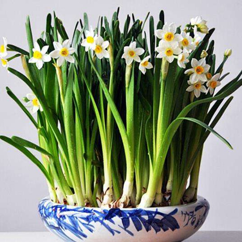 Луковицы нарциссов, гидропонные, однопеталевые и двупеталевые растения, цветущие нарциссы