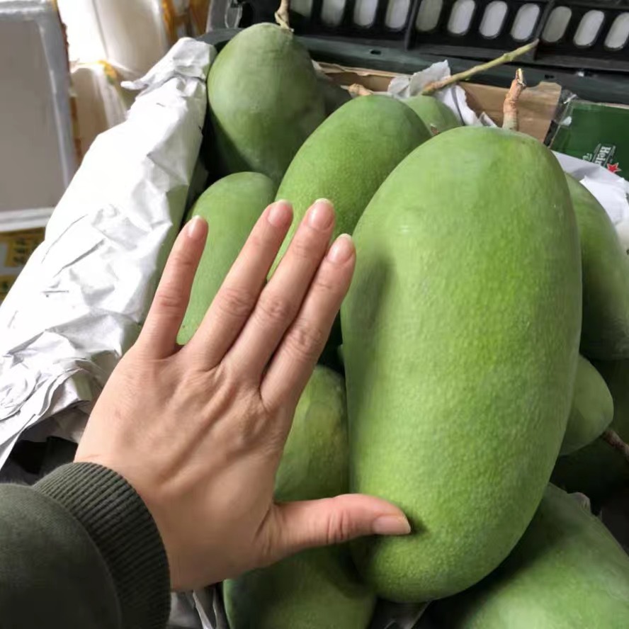 Вьетнамские зеленые и золотые манго, свежесобранные и готовые к употреблению