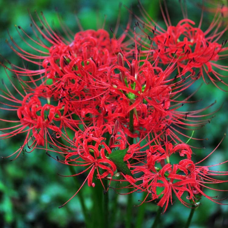 Луковицы ликориса радиата, семена цветов, обмен семенами маньчжурского шафрана, горшечные растения на балконе