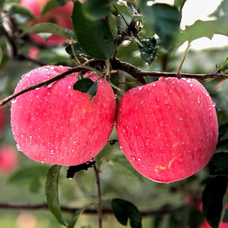 [First Harvest New Fruit] Shaanxi Red Fuji Apples with Rock Candy Heart, Fresh Seasonal Fruit for Pregnant Women, Wholesale by the Box