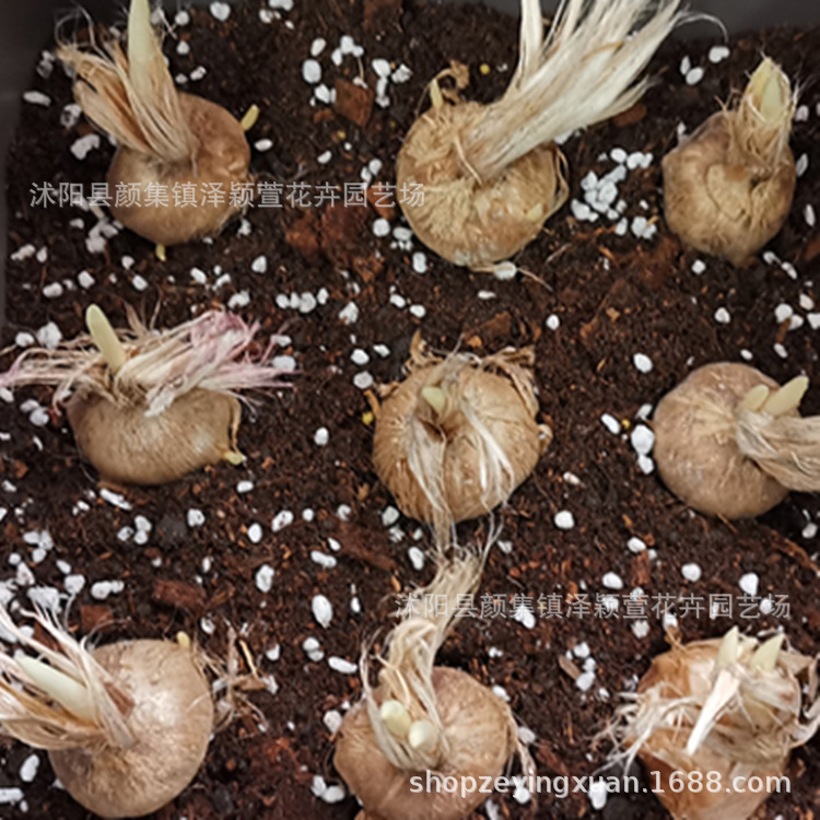 Wholesale Crocus Seed Bulbs Ornamental Saffron Seed Bulbs Red Flower Seed Bulbs Blooming in the Same Year Gardening Flower Plants