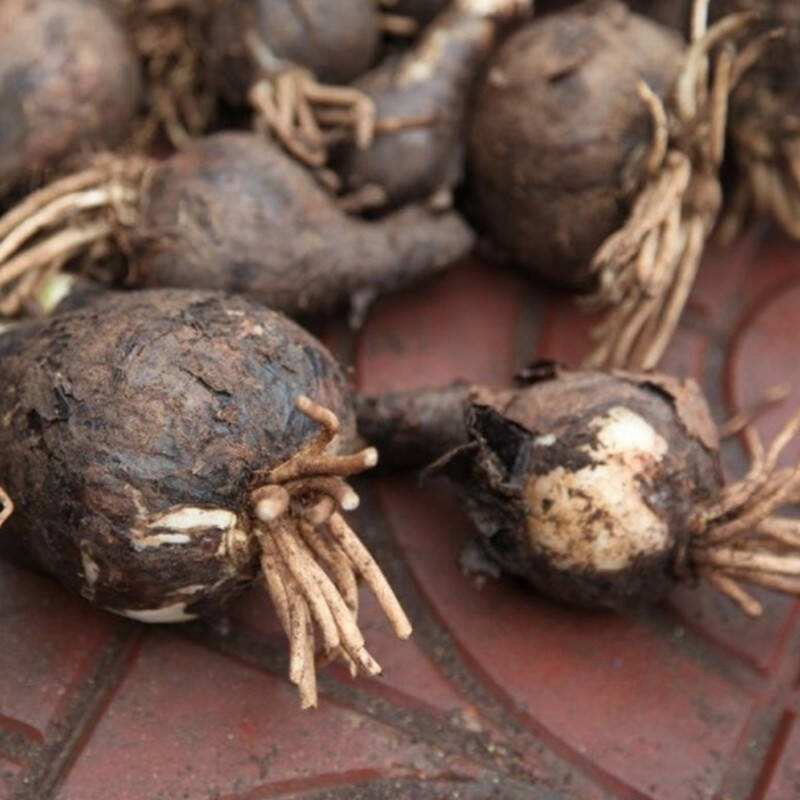 Lycoris radiata other shore flower seed ball Manzhu Shahua seed safflower exchange brocade stone garlic seed ball potted balcony courtyard bud Lycoris radiata