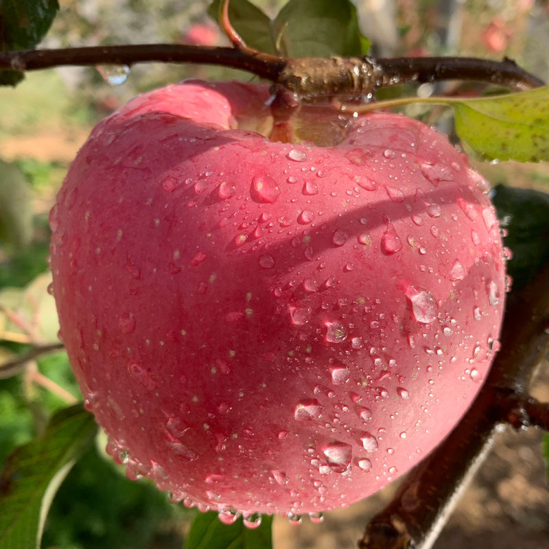 [First Harvest New Fruit] Shaanxi Red Fuji Apples with Rock Candy Heart, Fresh Seasonal Fruit for Pregnant Women, Wholesale by the Box