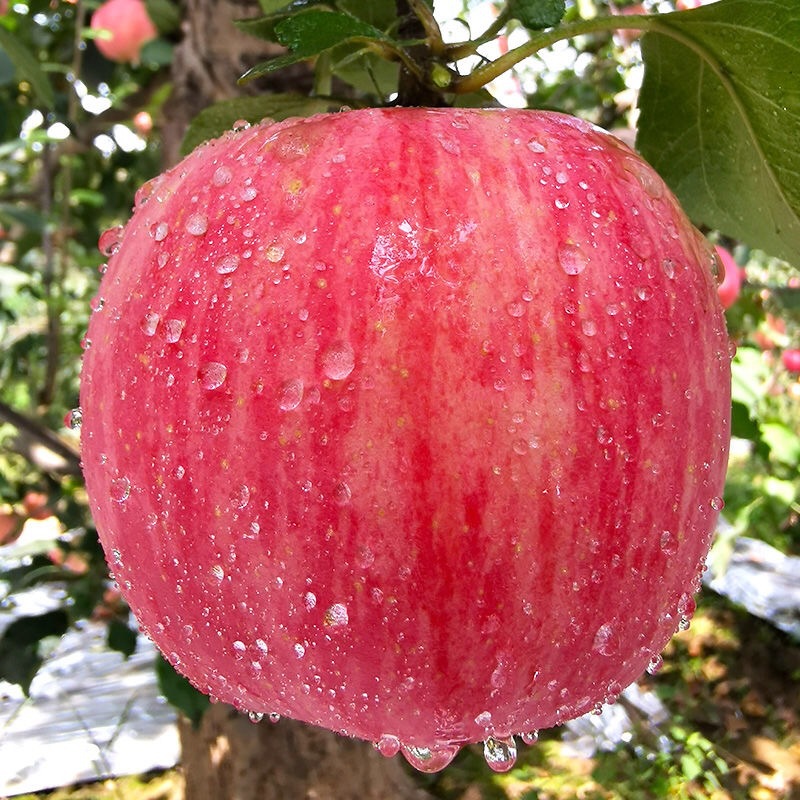 [First Harvest New Fruit] Shaanxi Red Fuji Apples with Rock Candy Heart, Fresh Seasonal Fruit for Pregnant Women, Wholesale by the Box