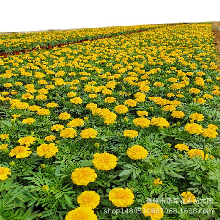 Two-Color Pots of Peacock Grass Shandong Qingzhou Wholesale Grass Flowers Orange Red and Yellow Peacock Grass Large Quantity and High Quality Base Straight Hair