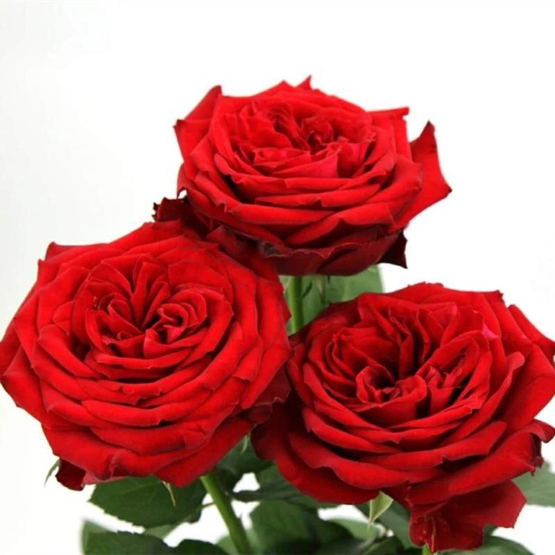 Rose wholesale rose flower wholesale Yunnan flower base direct batch fresh cut flower wedding flower shop stall group purchase