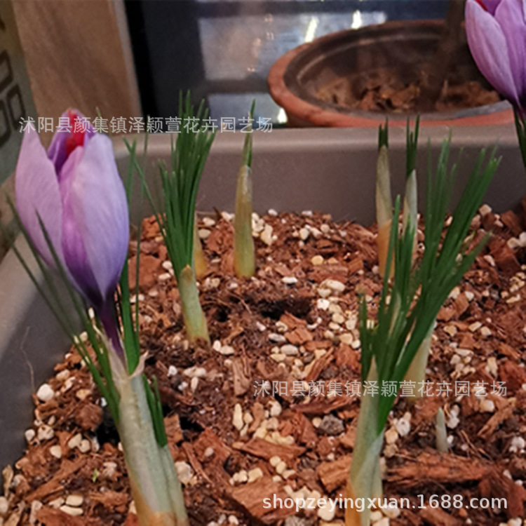 Wholesale Crocus Seed Bulbs Ornamental Saffron Seed Bulbs Red Flower Seed Bulbs Blooming in the Same Year Gardening Flower Plants