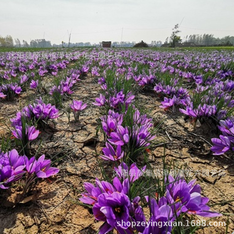 Wholesale Crocus Seed Bulbs Ornamental Saffron Seed Bulbs Red Flower Seed Bulbs Blooming in the Same Year Gardening Flower Plants