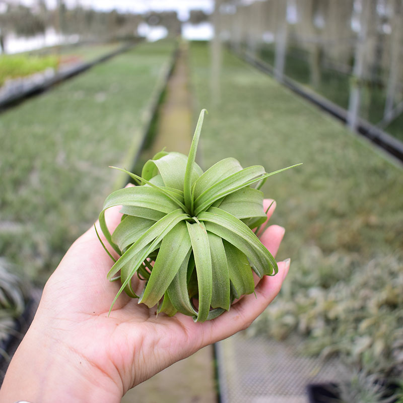 Base Straight Hair Air Pineapple Tropical Rainforest Eric Knoblock