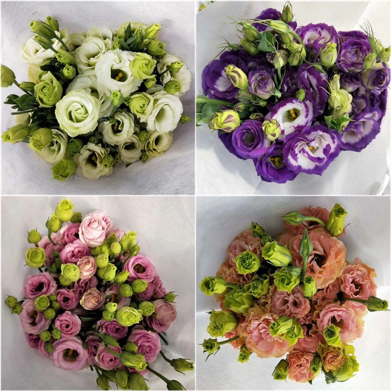 Eustoma Flowers Wholesale Yunnan Flower Base Direct Batch Wedding Decoration Flower Shop Stall Community Group Purchase Direct Supply