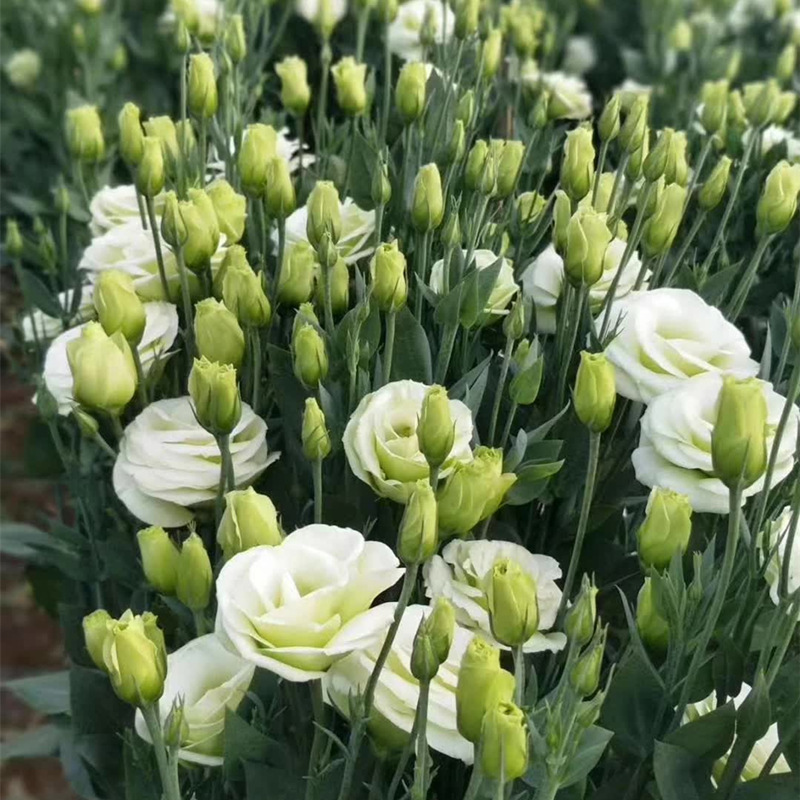 Eustoma Flowers Wholesale Yunnan Flower Base Direct Batch Wedding Decoration Flower Shop Stall Community Group Purchase Direct Supply