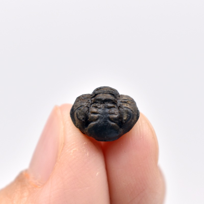 Three-dimensional trilobite fossil mirror eyeworm aphid head insect geological science popularization teaching specimen