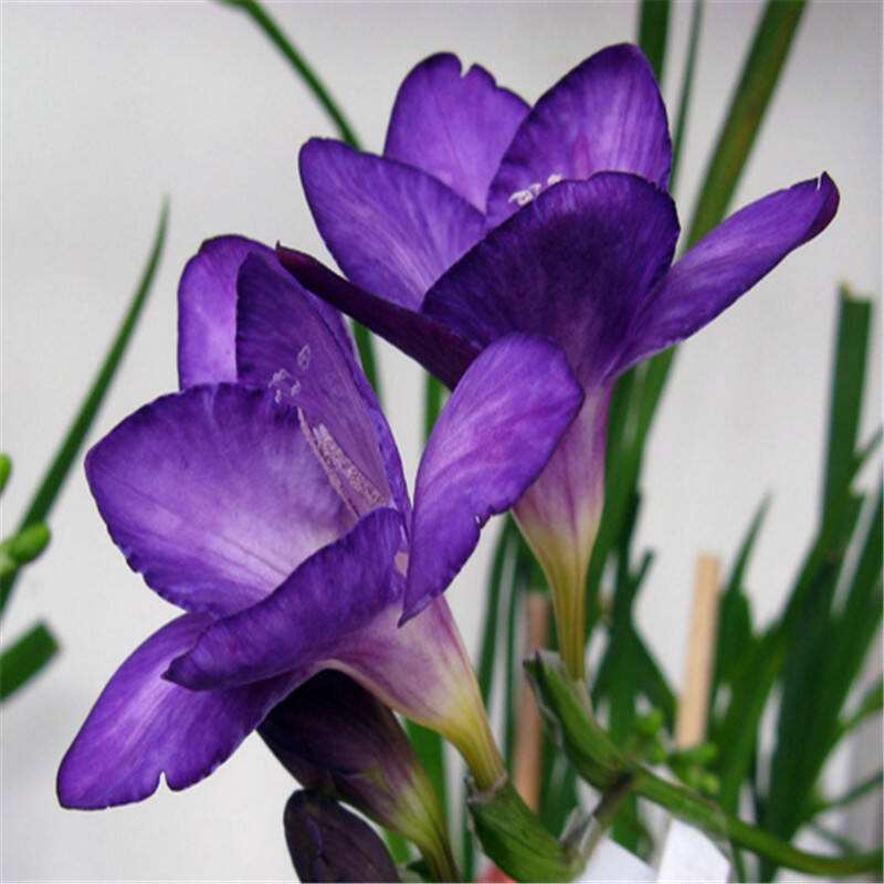 Fragrant Snow Orchid Bulbs, Fragrant Multi-Color Freesia Indoor Potted Plants, Spring & Fall Planting Flower Seeds with Buds, Fragrant Snow Orchid Bulbs