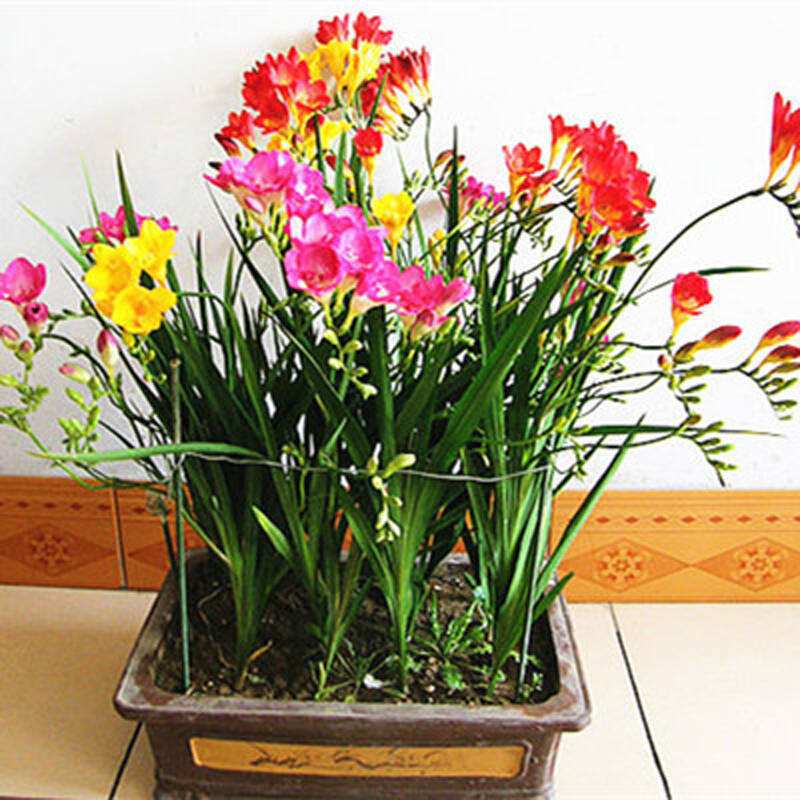 Fragrant Snow Orchid Bulbs, Fragrant Multi-Color Freesia Indoor Potted Plants, Spring & Fall Planting Flower Seeds with Buds, Fragrant Snow Orchid Bulbs
