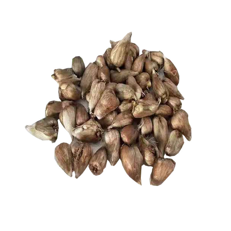 Fragrant Snow Orchid Bulbs, Fragrant Multi-Color Freesia Indoor Potted Plants, Spring & Fall Planting Flower Seeds with Buds, Fragrant Snow Orchid Bulbs