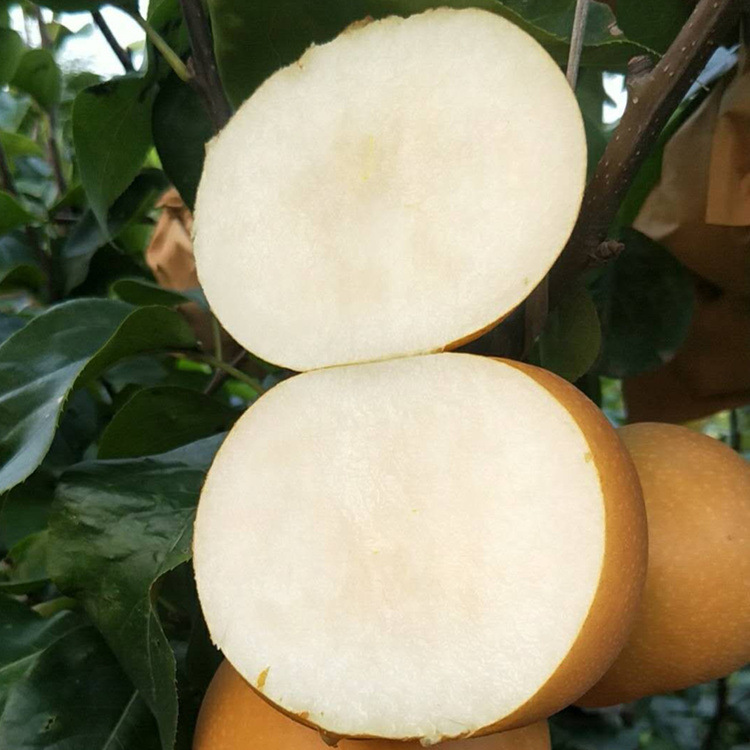 Autumn moon pear gift box a generation of Nanshui pear tall gift box fruit gift box honey pear Laiyang autumn moon pear