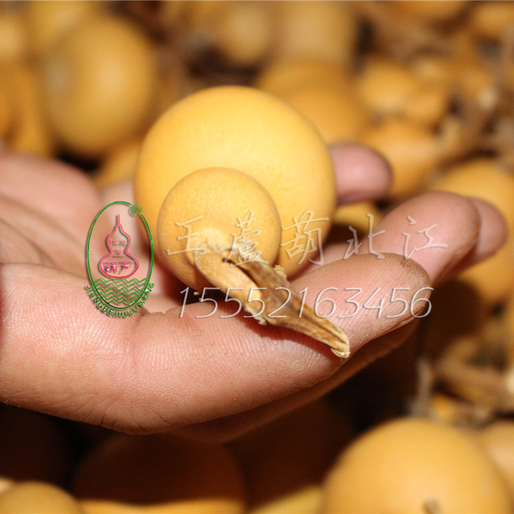 Natural Hand-Twisted Small Gourds from the Place of Origin, Wholesale Gourds for Street Stalls, Plain Gourds for Hand Play