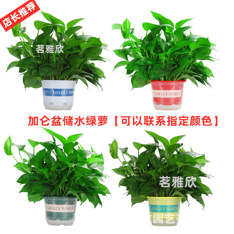 180-цветный галлон для хранения воды зеленая редька горшечное растение для дома зеленая корзина длинная лиана крупнолистный новый дом удаление формальдегида зеленое растение