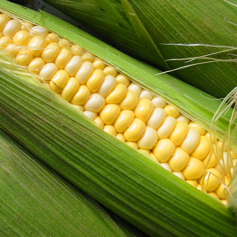 Yunnan fresh vegetables and fruits corn puree sweet waxy corn season sweet corn cob a generation of postage