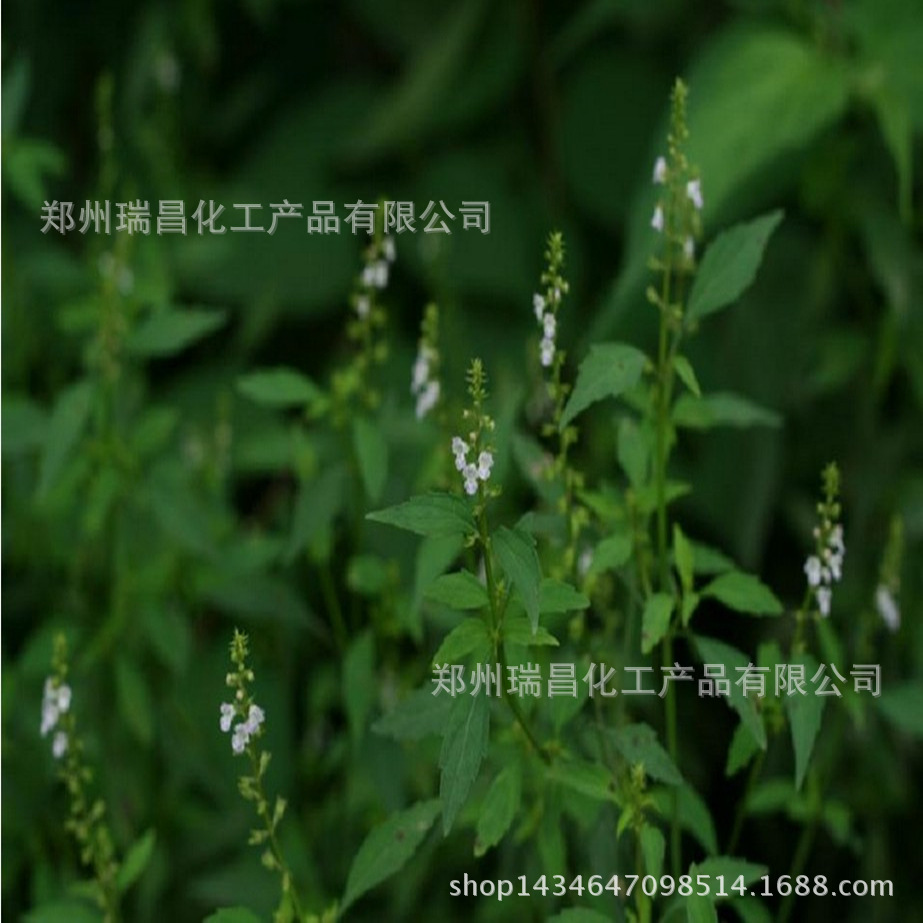 Thymol Ruchang Chemical Large Spot Supply of Thymol Imported from German