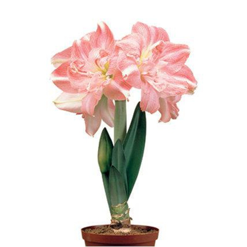 Amaryllis Bulb Soil Zhu Imported Double-Petaled Large Amaryllis Multi-Color Blooming in All Seasons and Easy to Grow Amaryllis in Balcony and Courtyard