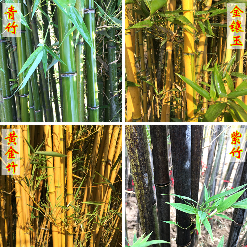 Bamboo Garden Plants Are Evergreen in All Seasons, Northern Cold-Resistant Golden Bamboo, Purple Bamboo, Green Bamboo, Gold Inlaid Jade Bamboo, Moso Bamboo