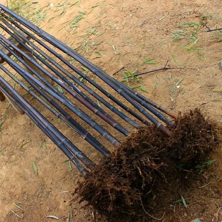 Bamboo Garden Plants Are Evergreen in All Seasons, Northern Cold-Resistant Golden Bamboo, Purple Bamboo, Green Bamboo, Gold Inlaid Jade Bamboo, Moso Bamboo