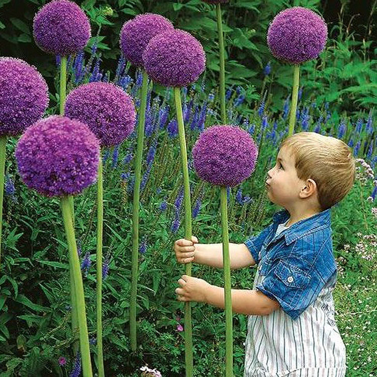 Large Onion Bulbs Potted Florals Ground Flower Bulbs Rhizomes Courtyard Balcony Potted Easy-To-Survive Onion Bulbs