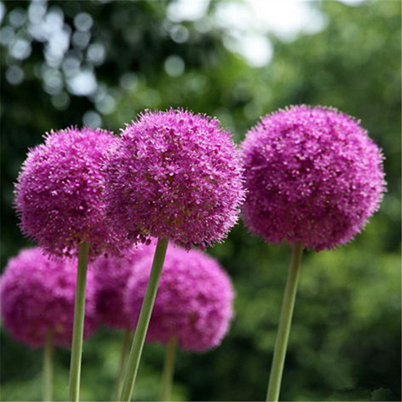 Large Onion Bulbs Potted Florals Ground Flower Bulbs Rhizomes Courtyard Balcony Potted Easy-To-Survive Onion Bulbs