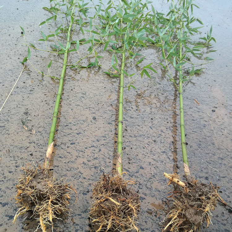 Bamboo Garden Plants Are Evergreen in All Seasons, Northern Cold-Resistant Golden Bamboo, Purple Bamboo, Green Bamboo, Gold Inlaid Jade Bamboo, Moso Bamboo